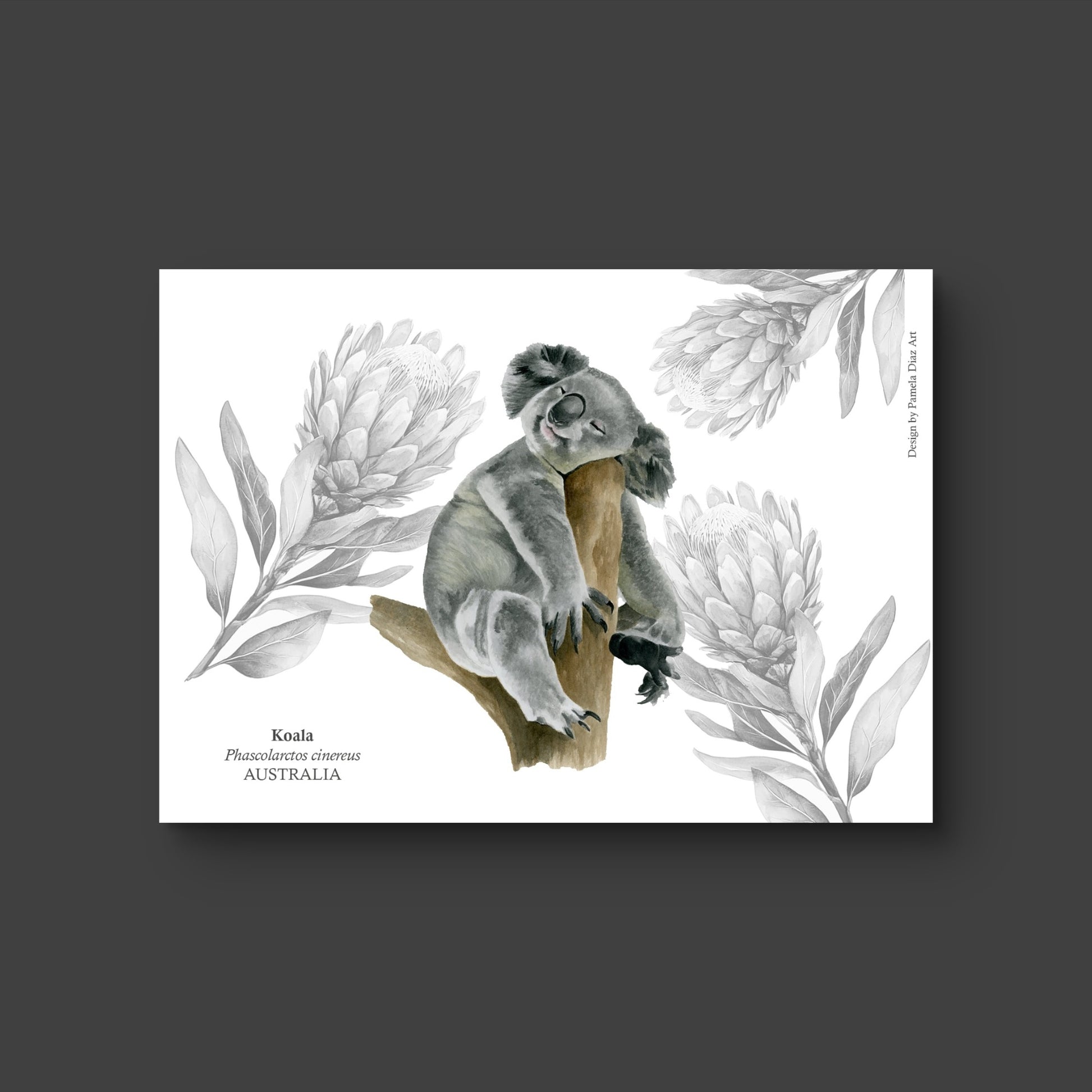 Koala - Postcard