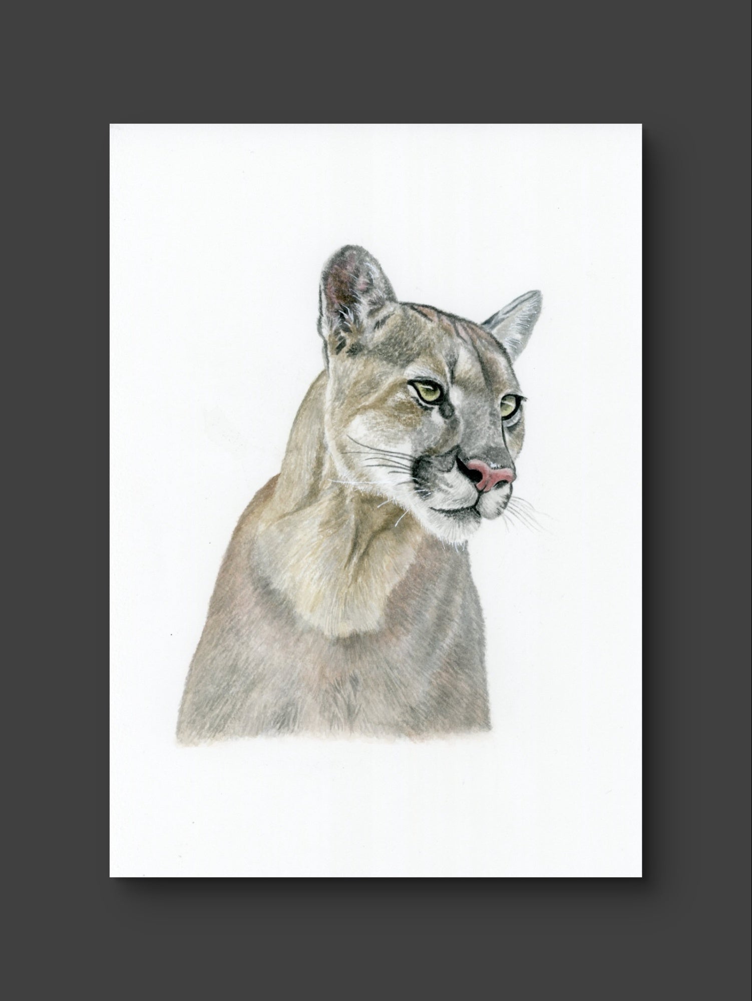 Puma - Original watercolor painting