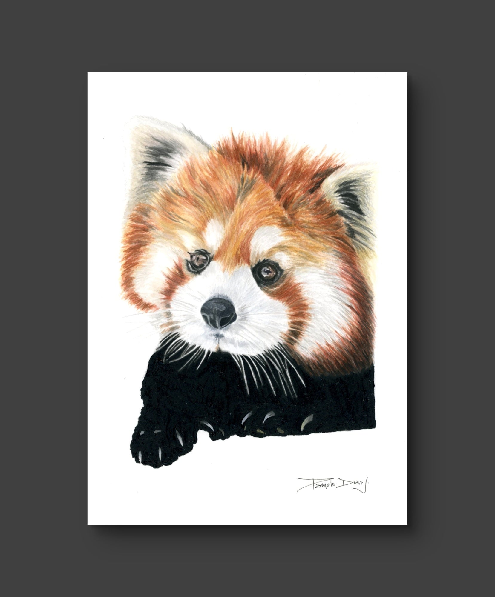 Red Panda - Fine Art Print