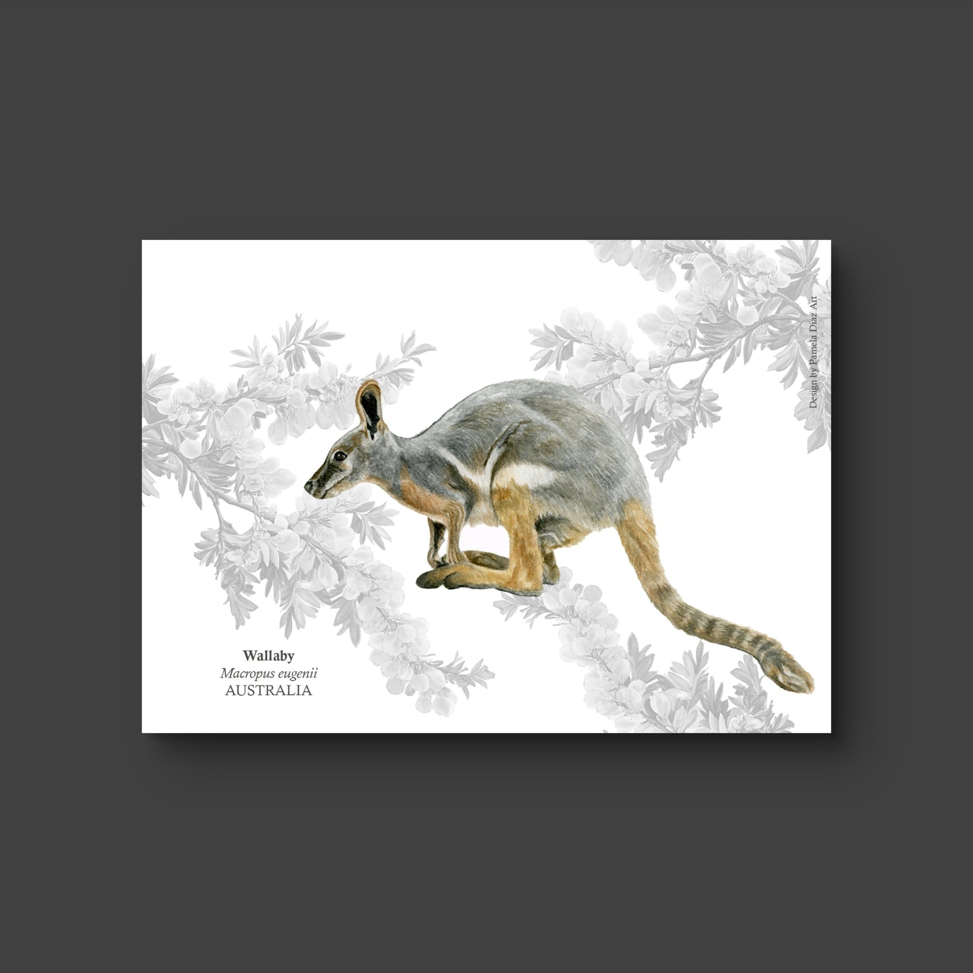 Wallaby - Postcard
