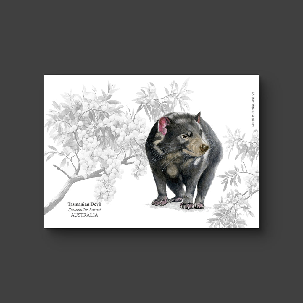 Tasmanian Devil - Postcard
