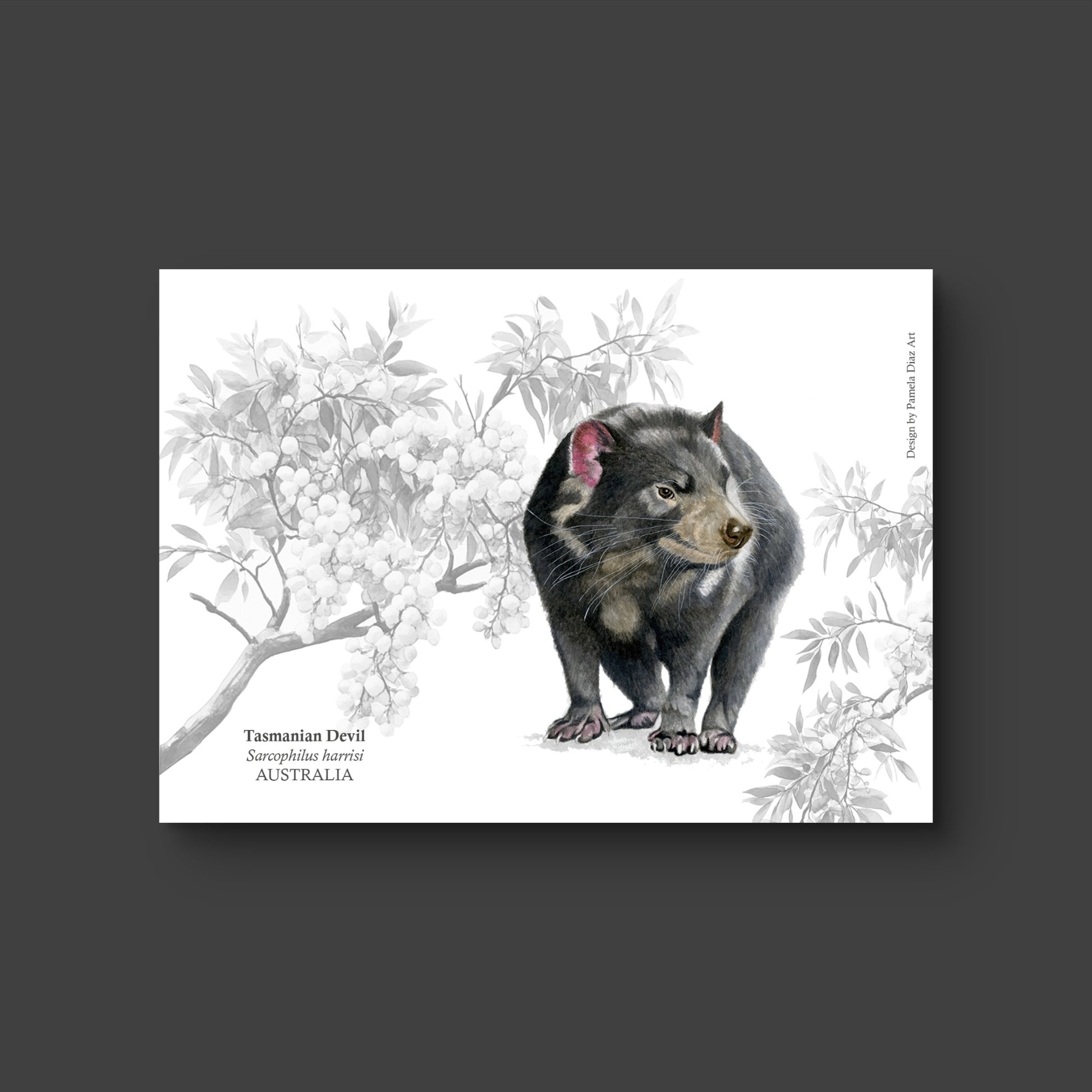 Tasmanian Devil - Postcard