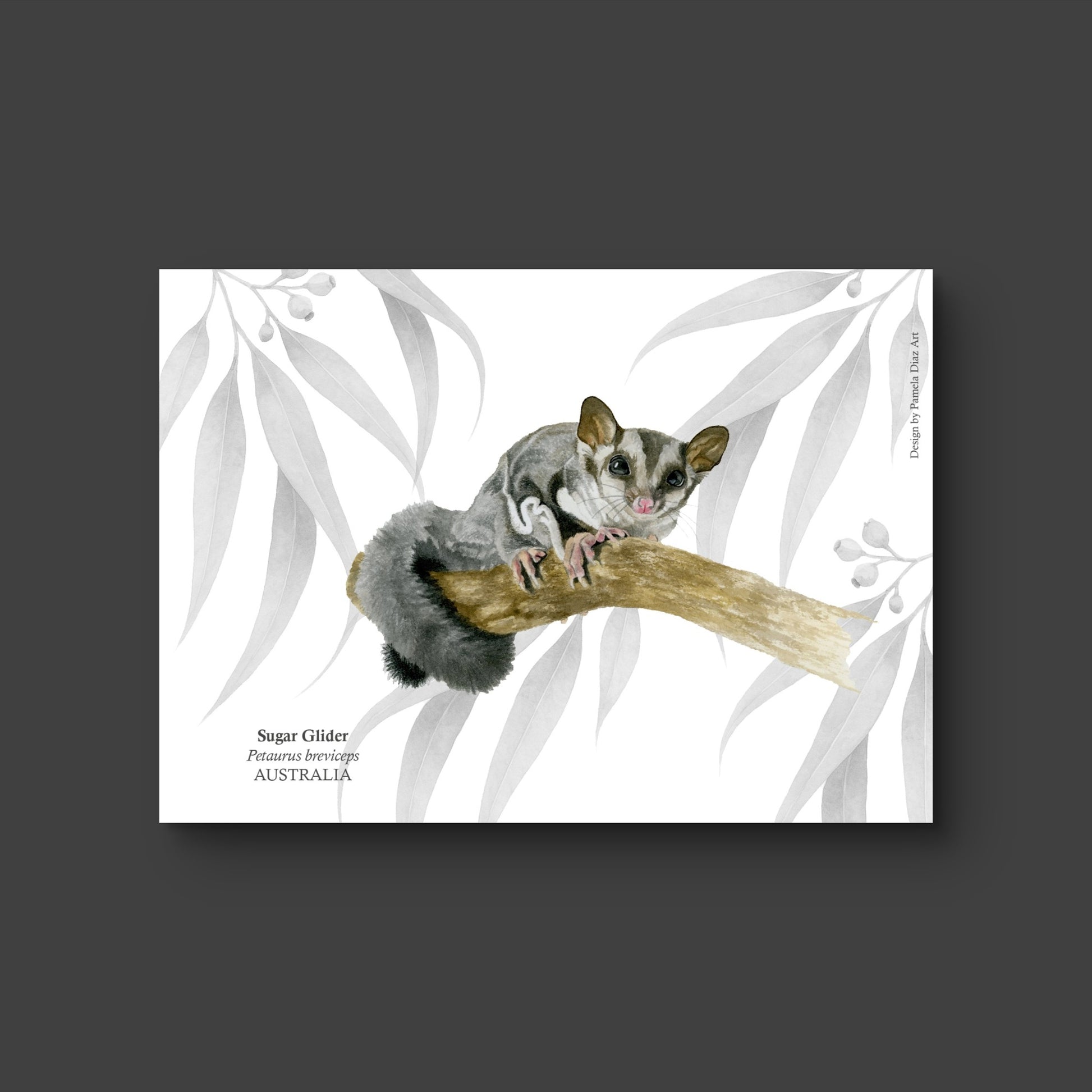 Sugar Glider - Postcard
