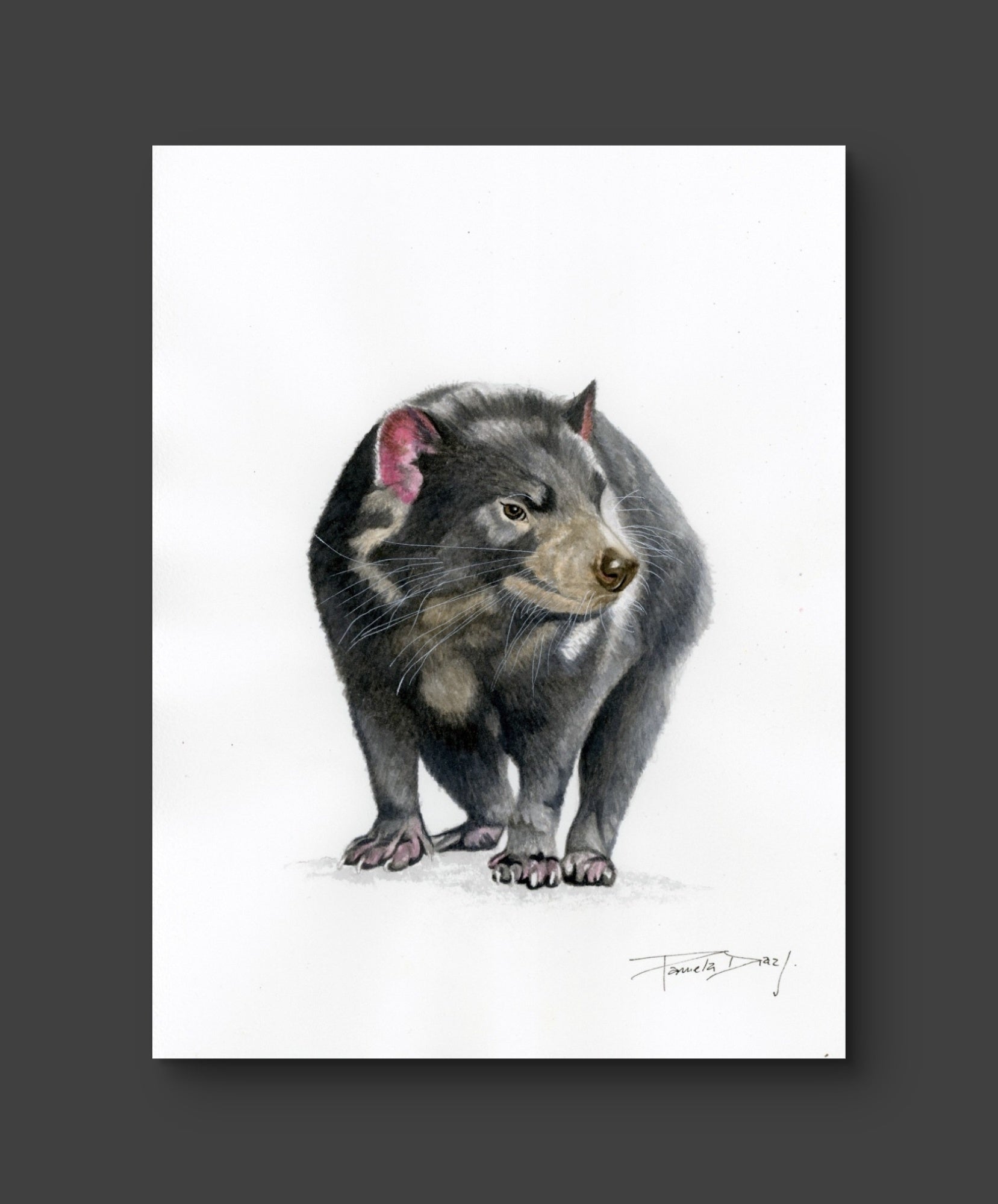 Tasmanian Devil - Original watercolor painting