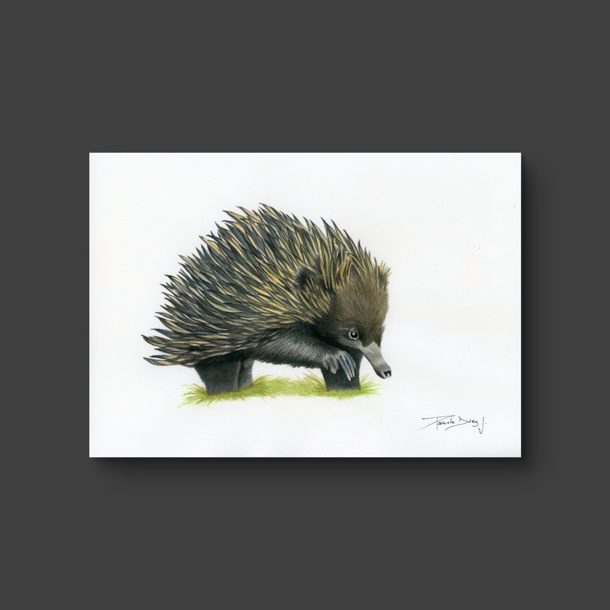 Echidna - Fine Art Print