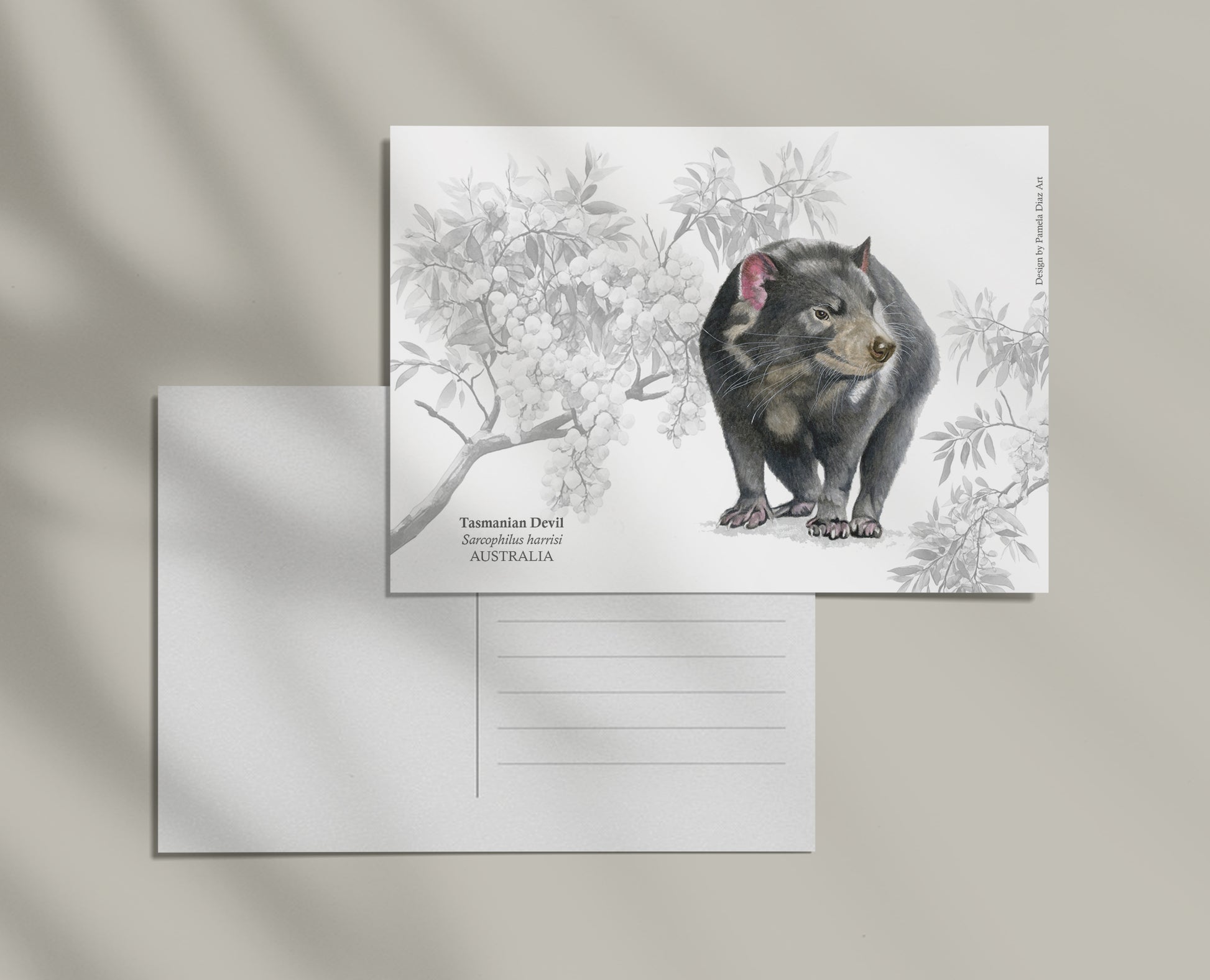 Tasmanian Devil - Postcard