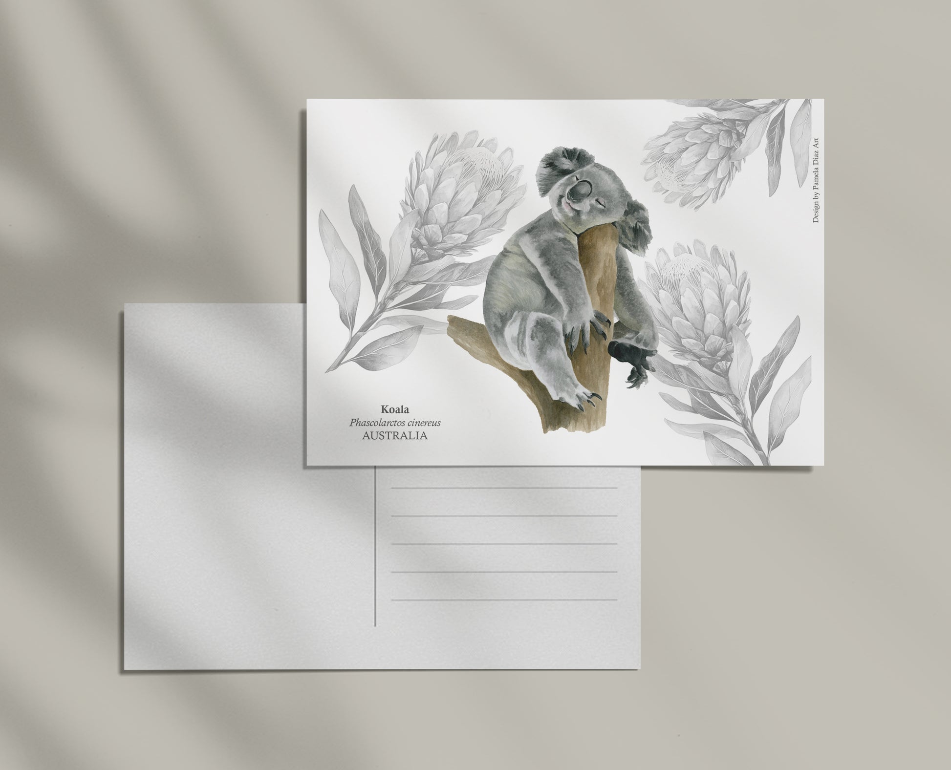 Koala - Postcard