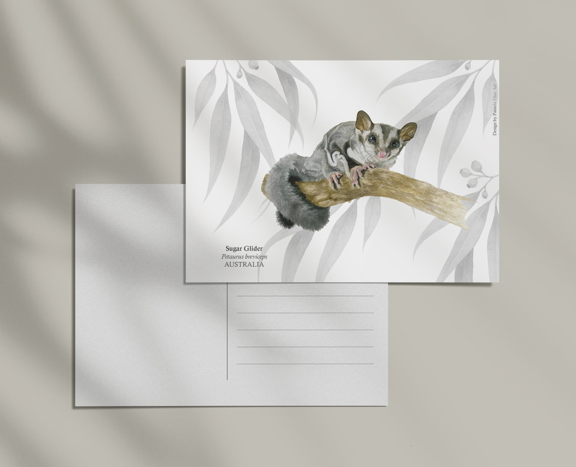 Sugar Glider - Postcard
