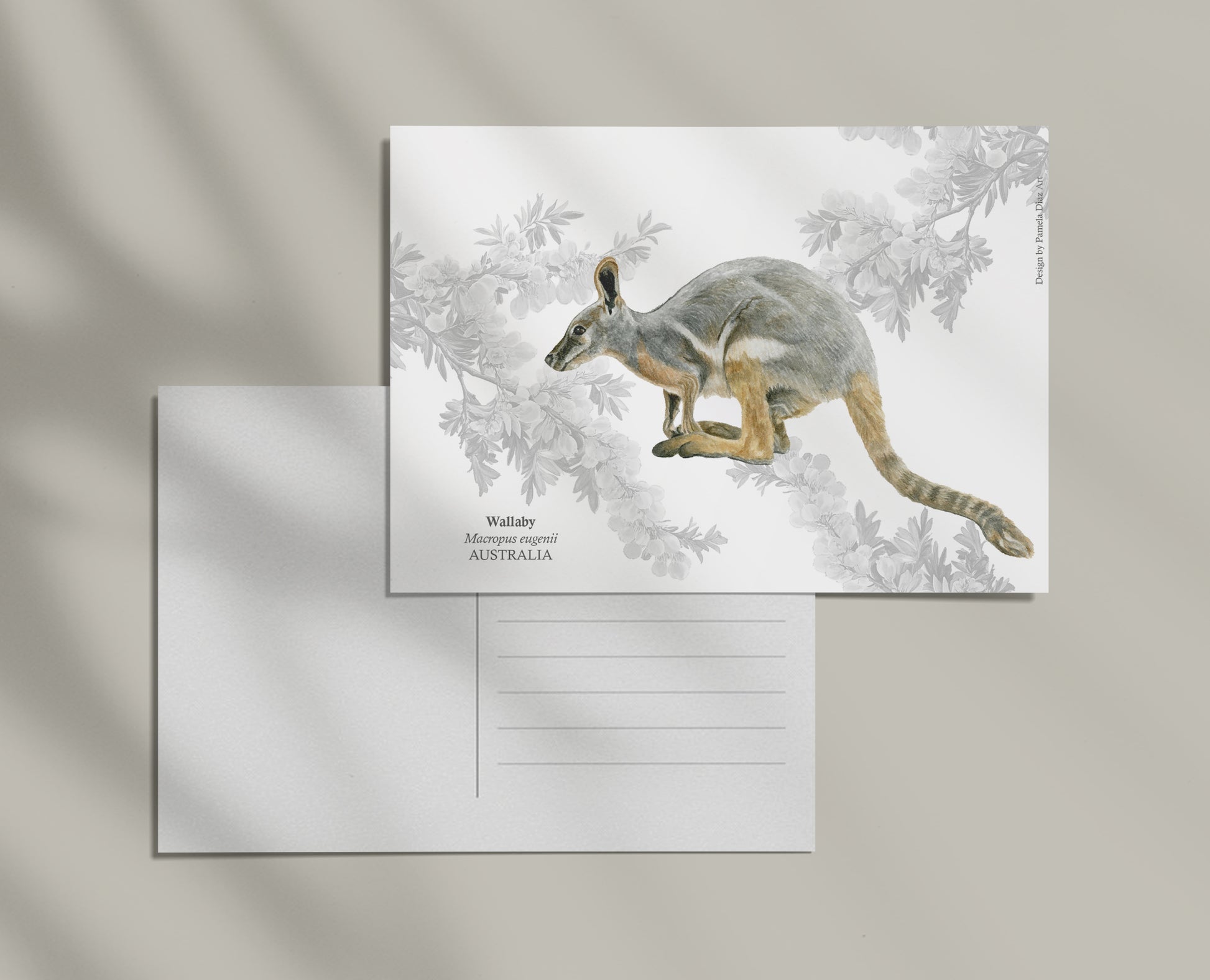 Wallaby - Postcard