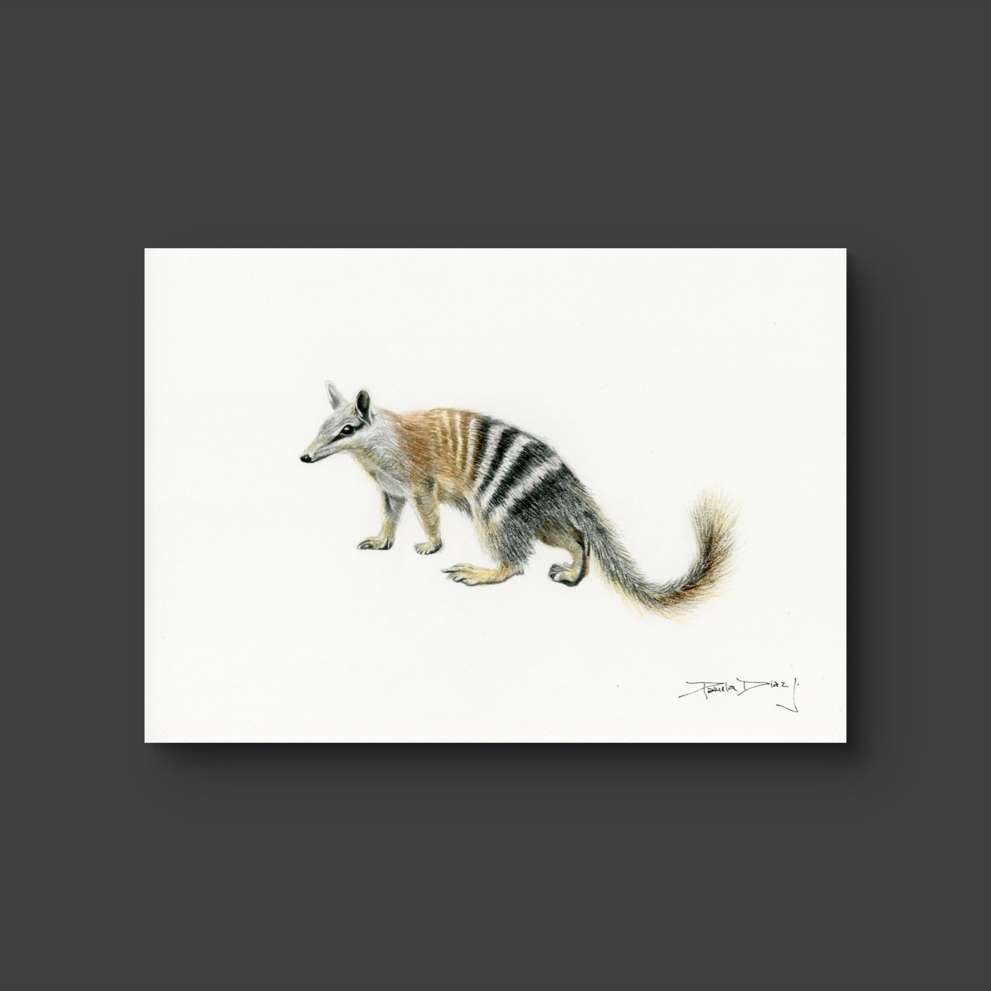 Numbat - Fine Art Print