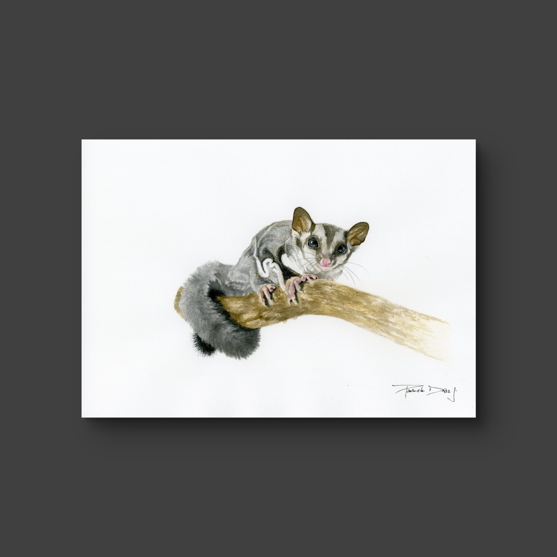 Sugar Glider - Original watercolor painting