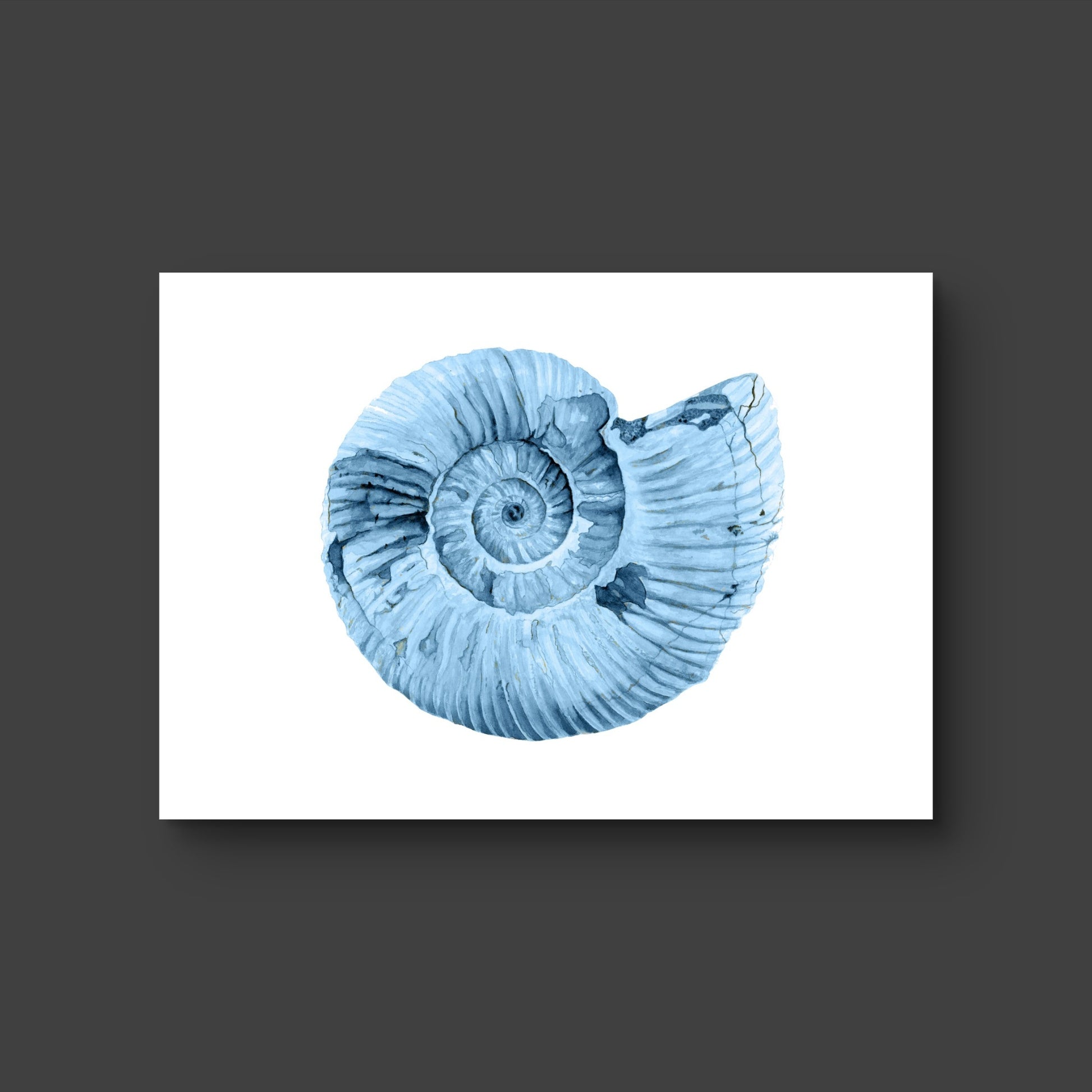 Shell 2 - Fine Art Print