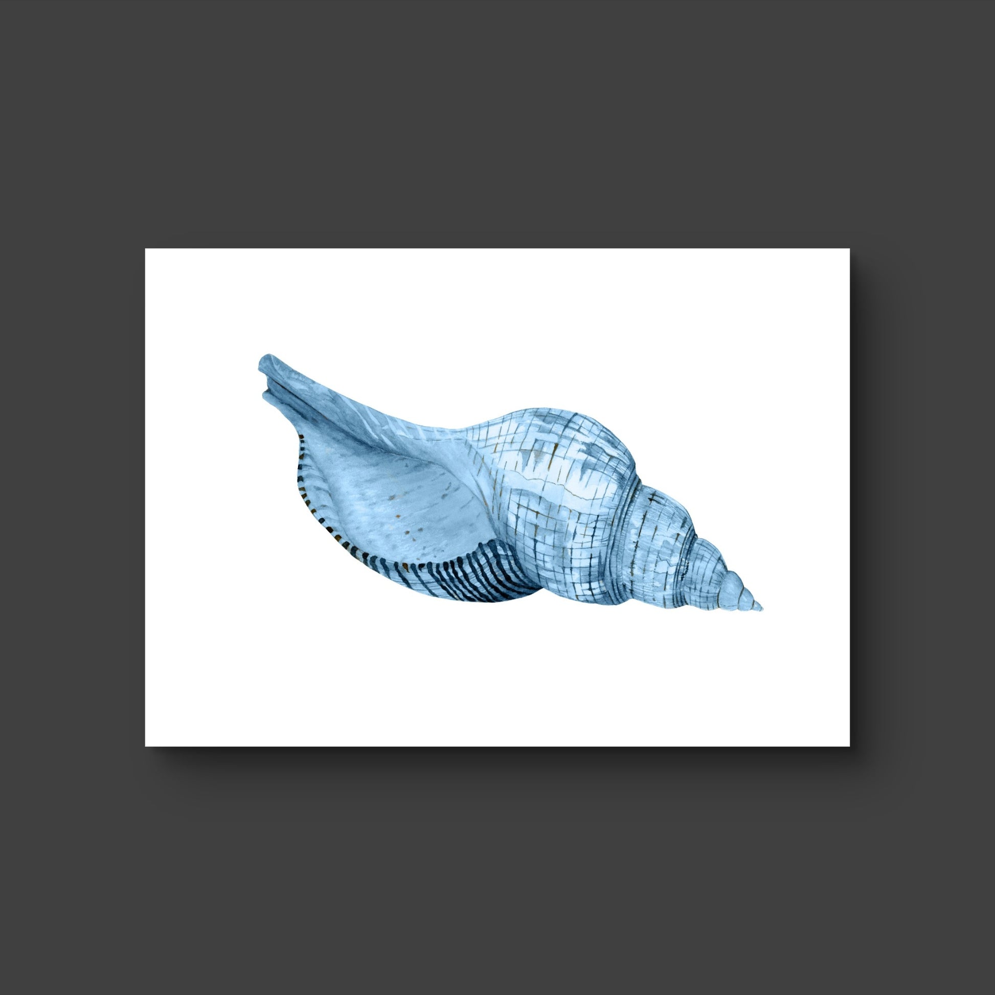 Shell 3 - Fine Art Print