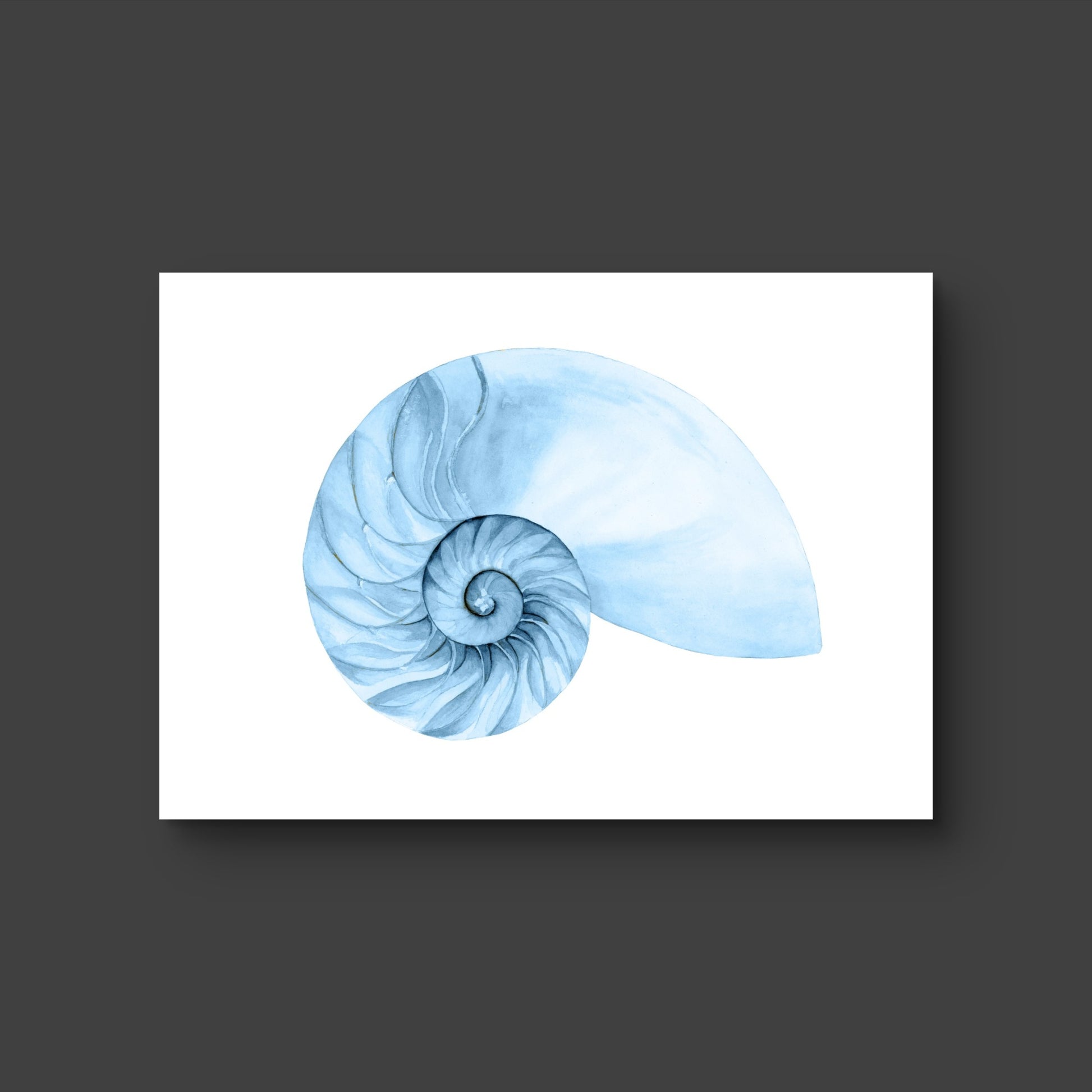 Shell 4 - Fine Art Print